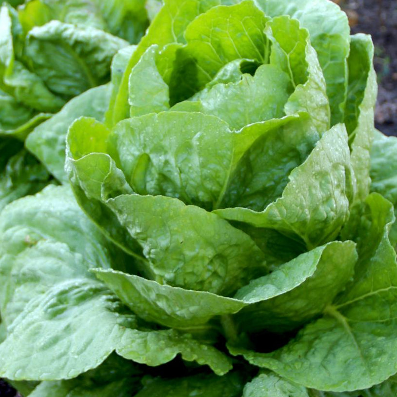 Lettuce Seeds - Parris Island Romaine, Organic - Sow True Seed