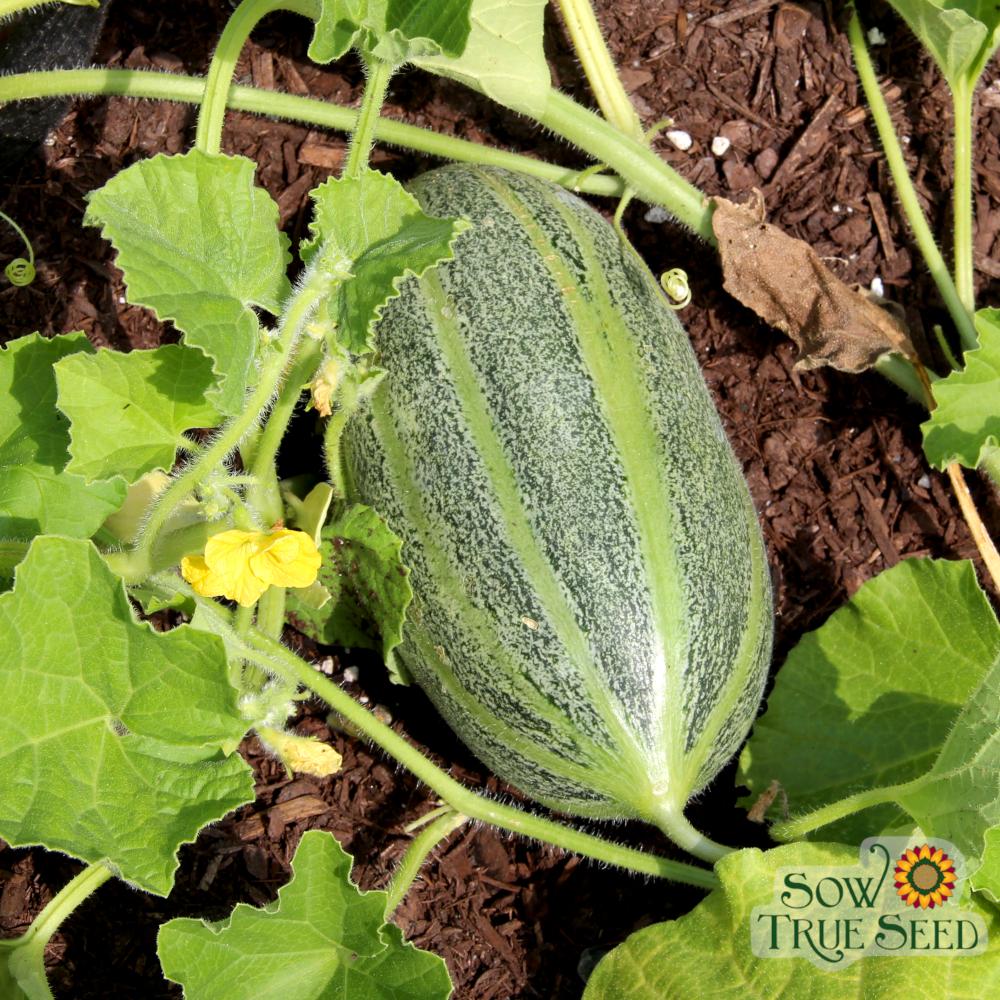 Melon Seeds - Hearts of Gold, ORGANIC - Sow True Seed