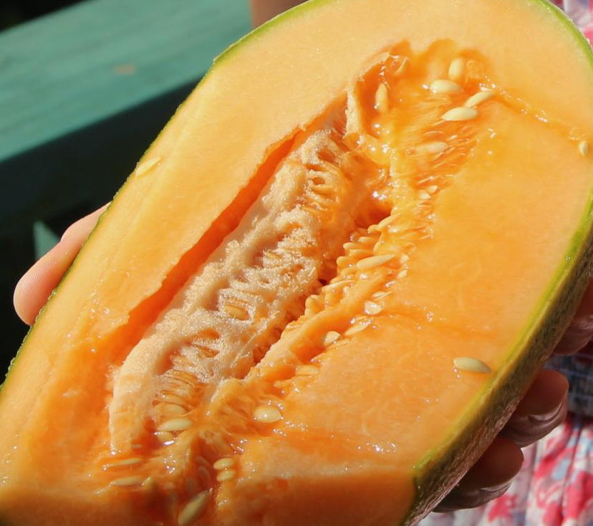 Melon Seeds - Hearts of Gold, ORGANIC - Sow True Seed