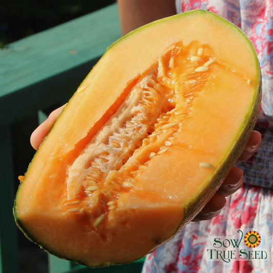 Melon Seeds - Hearts of Gold, ORGANIC - Sow True Seed