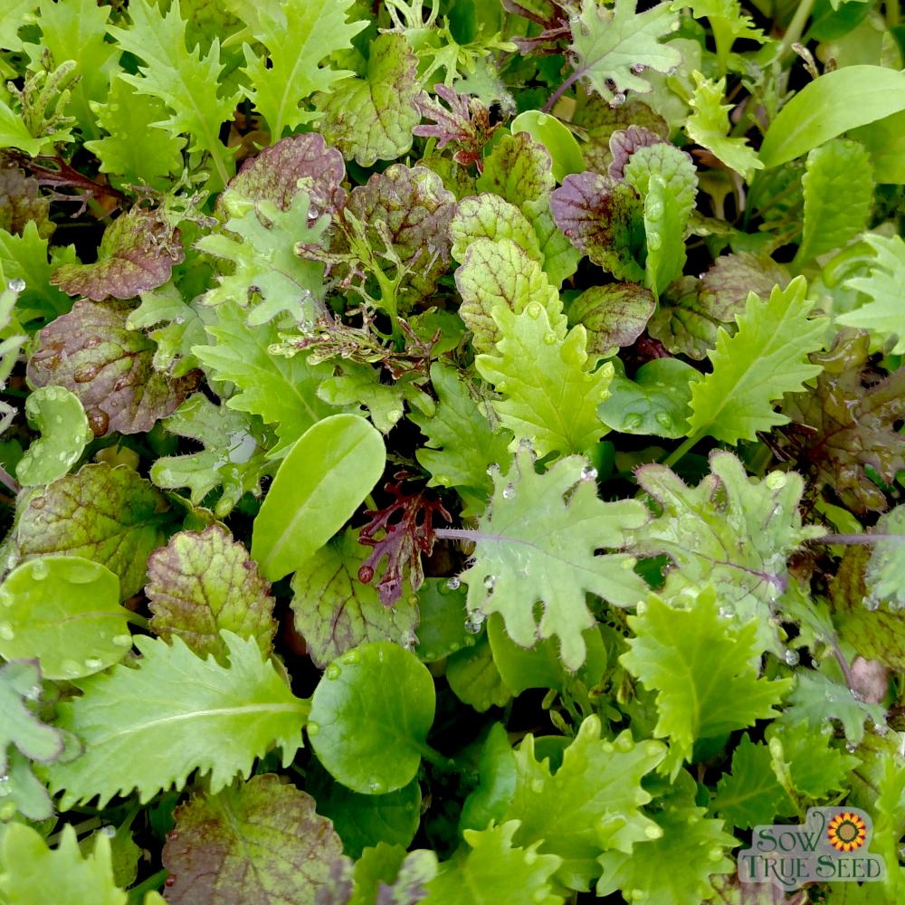 Mixed Greens - Spicy Mesclun Mix - Sow True Seed