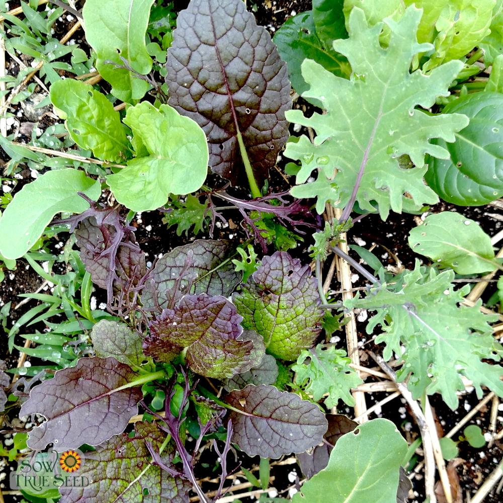 Mixed Greens - Spicy Mesclun Mix - Sow True Seed