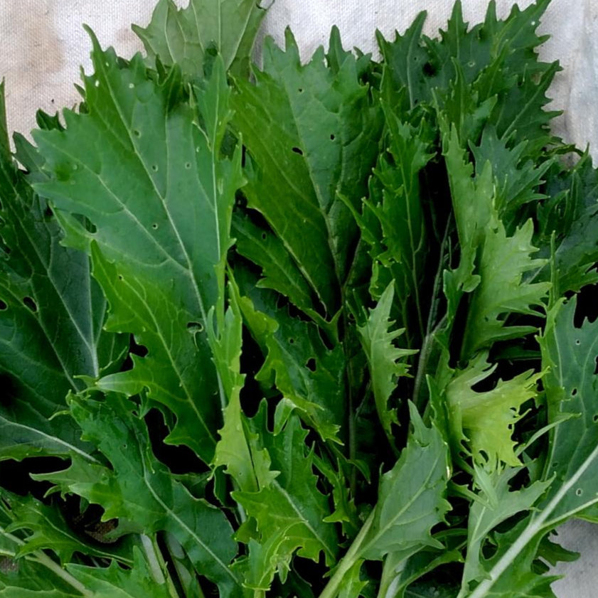 Asian Greens Seeds - Mizuna, ORGANIC - Sow True Seed