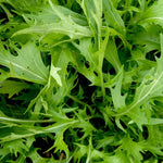 Asian Greens Seeds - Mizuna, ORGANIC - Sow True Seed