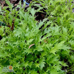 Asian Greens Seeds - Mizuna, ORGANIC - Sow True Seed