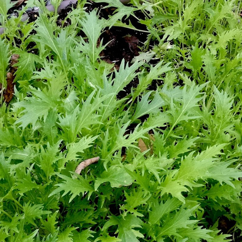 Asian Greens Seeds - Mizuna, ORGANIC - Sow True Seed