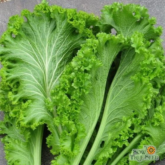 Mustard Greens - Southern Giant Curled - Sow True Seed