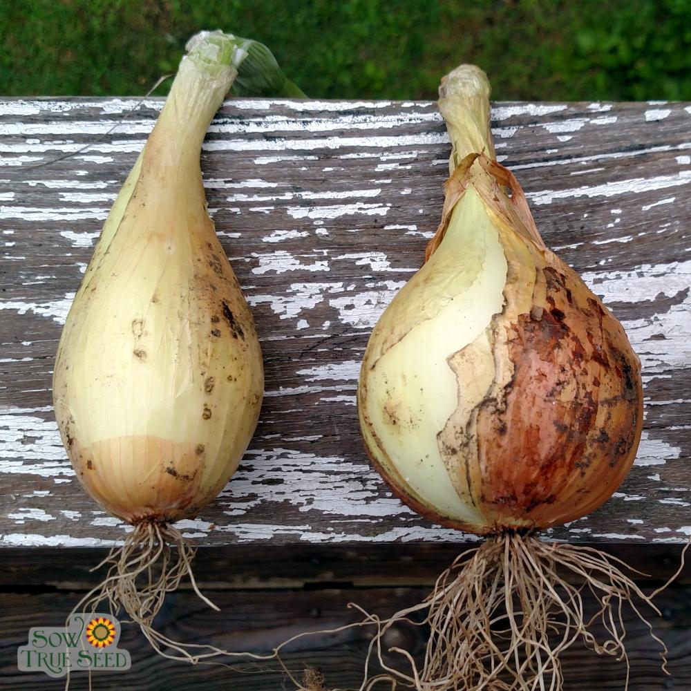 Onion - Walla-Walla Sweet Spanish - Sow True Seed
