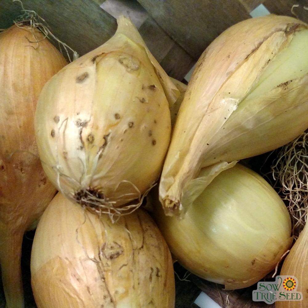 Onion - Walla-Walla Sweet Spanish - Sow True Seed