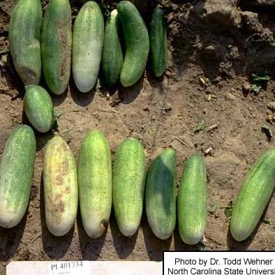 Pickling Cucumber Seeds - Puerto Rico 39 - Sow True Seed