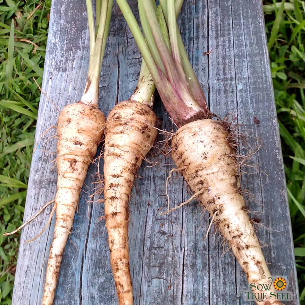Parsnip - Hollow Crown - Sow True Seed