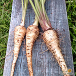 Parsnip - Hollow Crown - Sow True Seed
