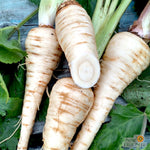 Parsnip - Hollow Crown - Sow True Seed