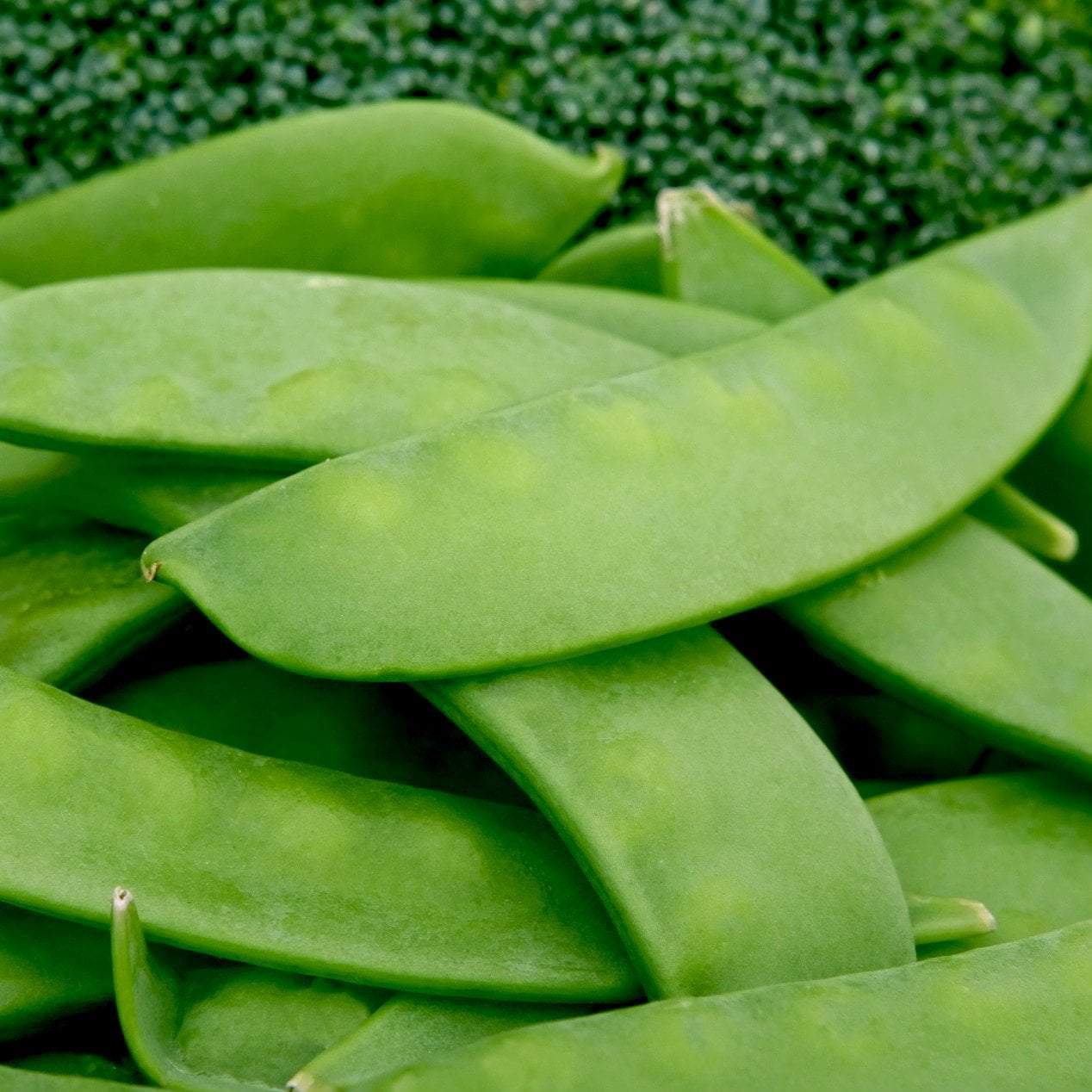 Snow Pea - Mammoth Melting Sugar, Organic - Sow True Seed