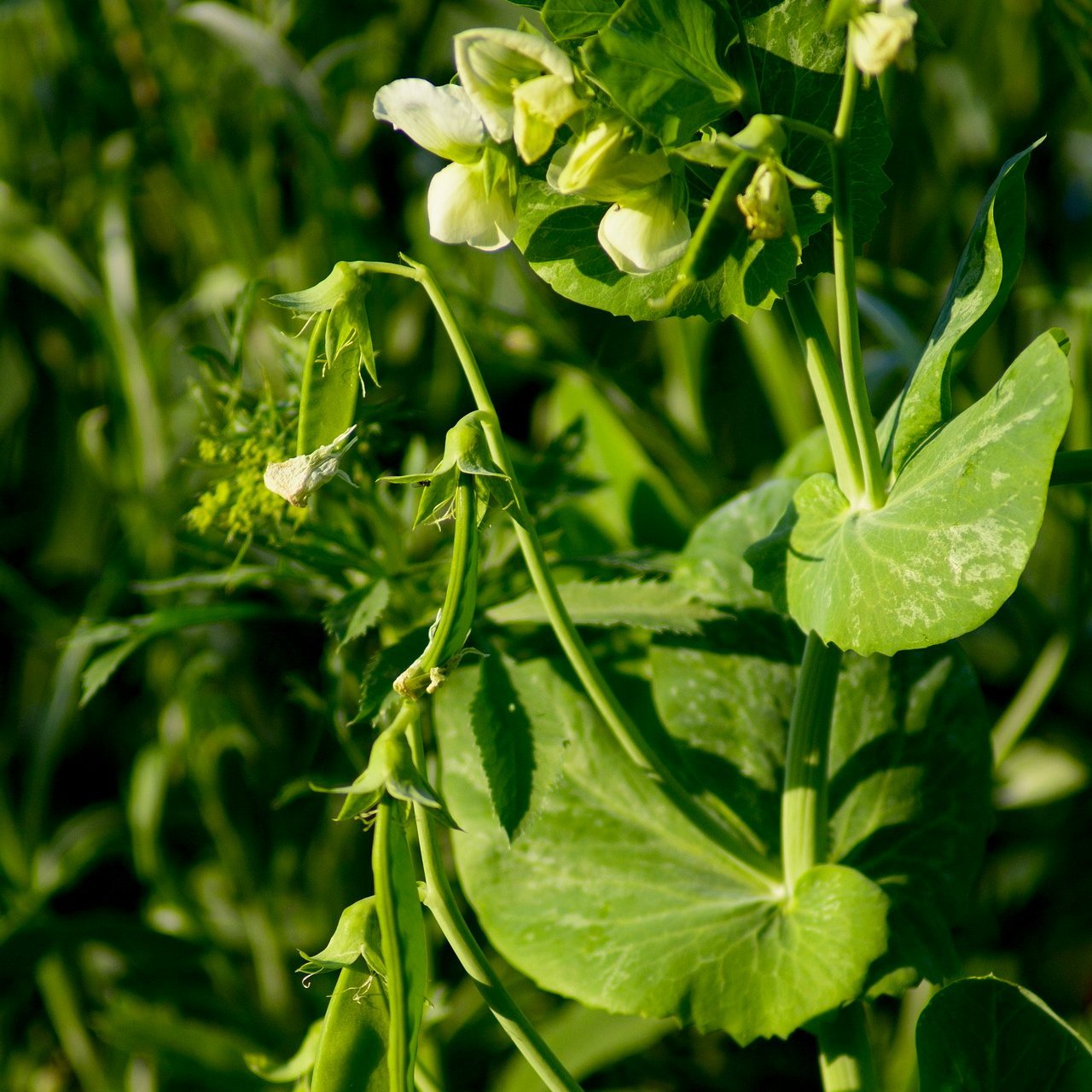 Snow Pea - Mammoth Melting Sugar, Organic - Sow True Seed