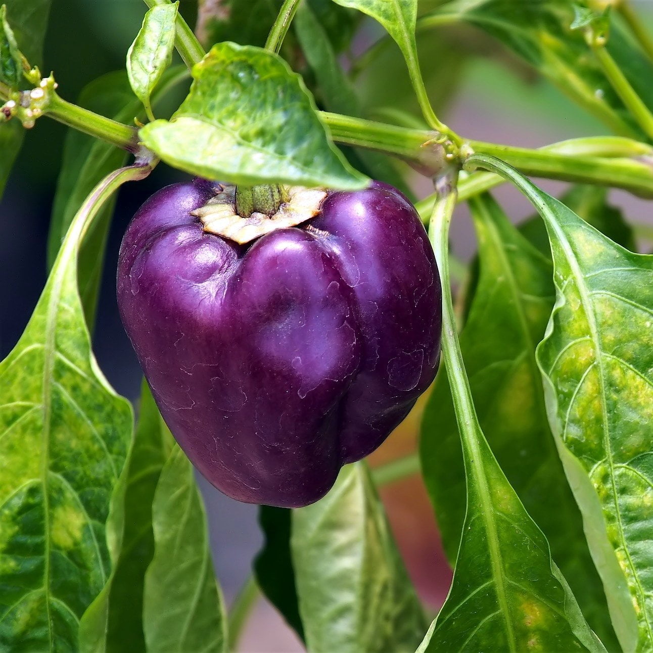 Sweet Pepper Seeds - Purple Beauty - Sow True Seed