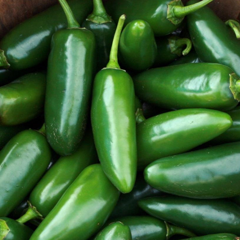 Hot Pepper - Early Jalapeño - Sow True Seed