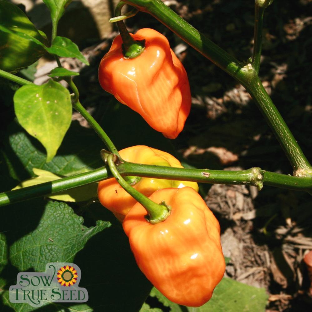 Hot Pepper - Habanero, Orange - Sow True Seed