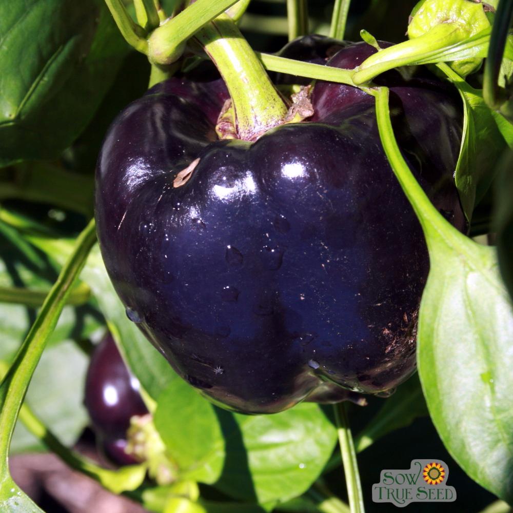 Sweet Pepper Seeds - Purple Beauty - Sow True Seed