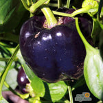 Sweet Pepper Seeds - Purple Beauty - Sow True Seed