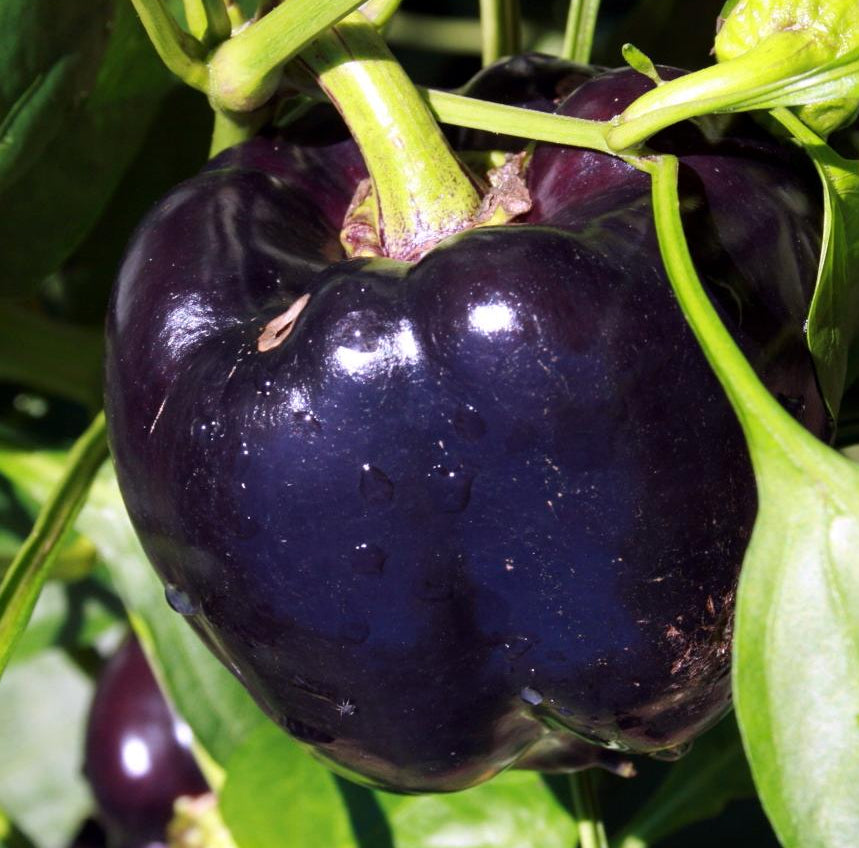 Sweet Pepper Seeds - Purple Beauty - Sow True Seed