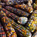 Flint Corn Seeds - Carl's Glass Gem, ORGANIC - Sow True Seed