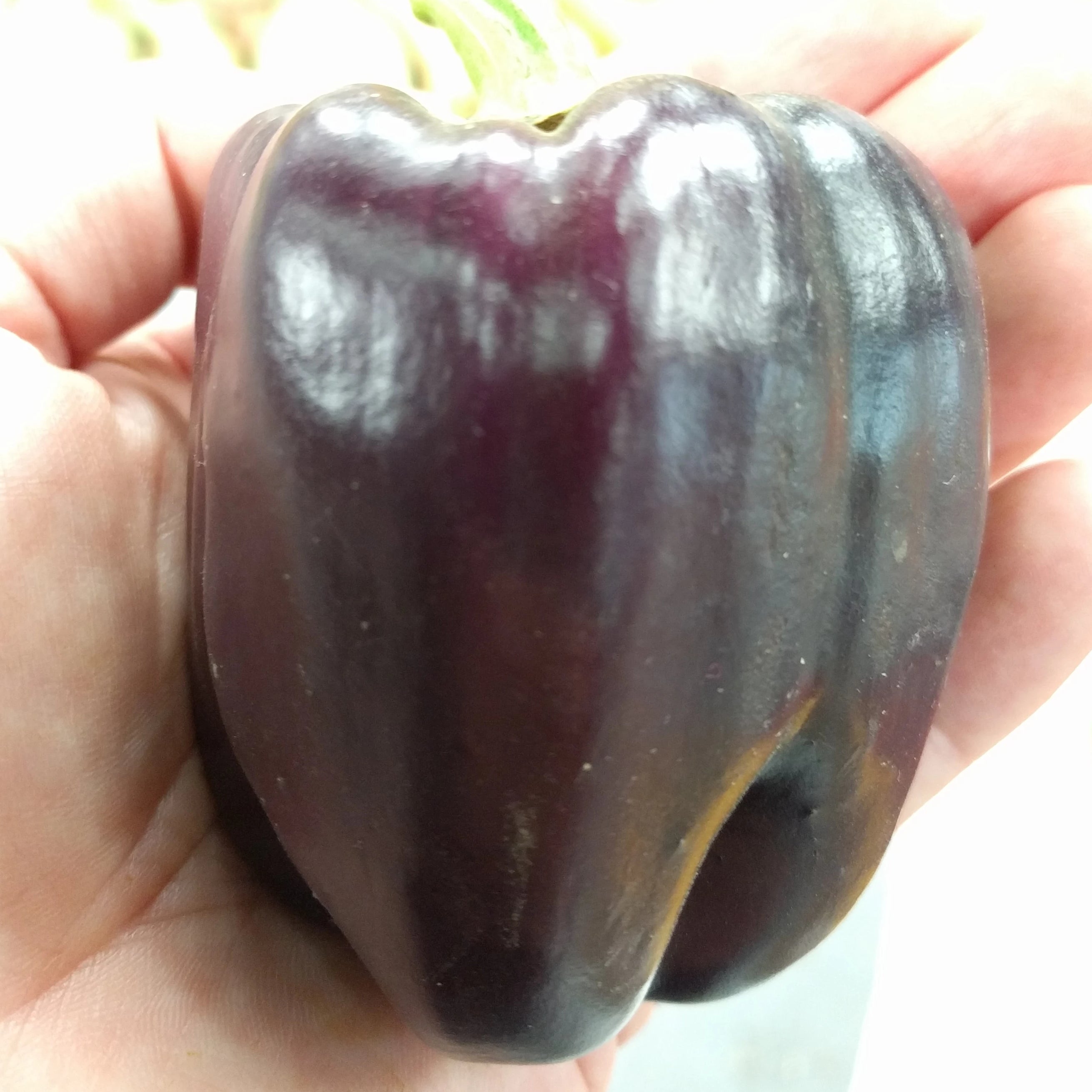 Sweet Pepper Seeds - Purple Beauty - Sow True Seed