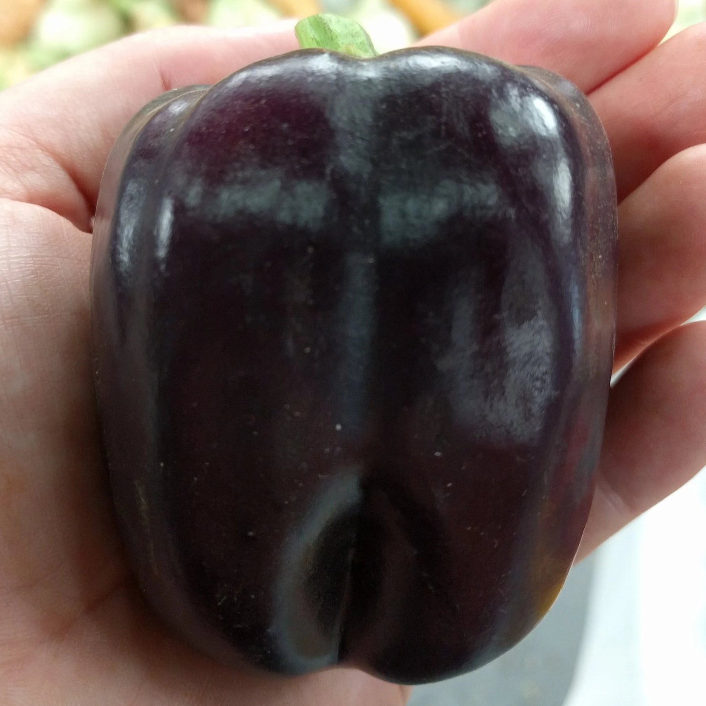 Sweet Pepper Seeds - Purple Beauty - Sow True Seed