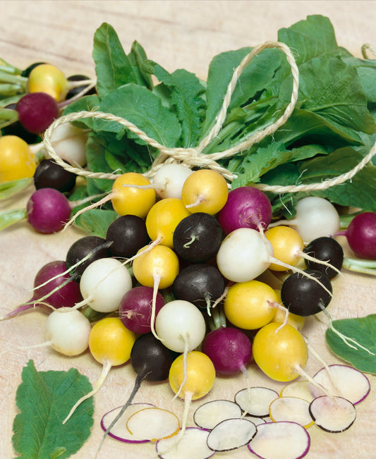 Radish Seeds - Halloween Mix - Sow True Seed