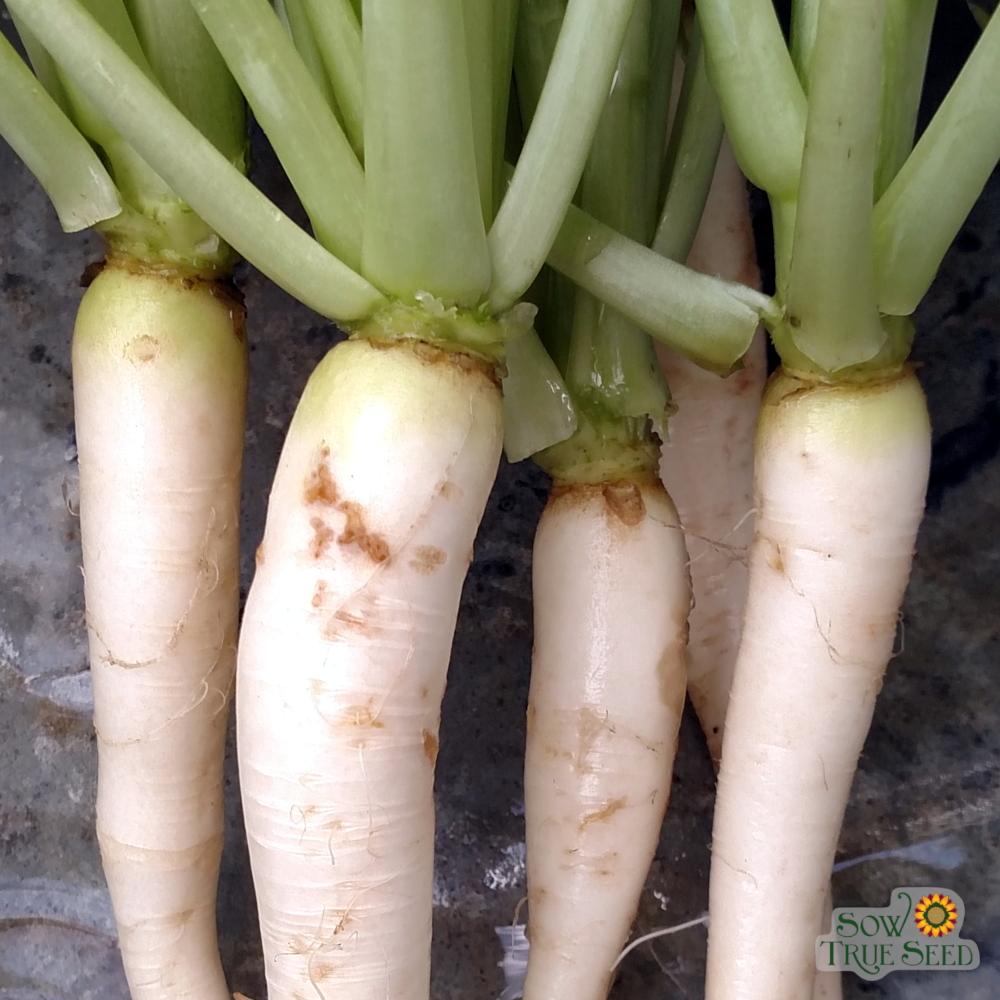 Radish Seeds - Daikon, Japanese Minowase - Sow True Seed