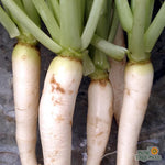 Radish Seeds - Daikon, Japanese Minowase - Sow True Seed