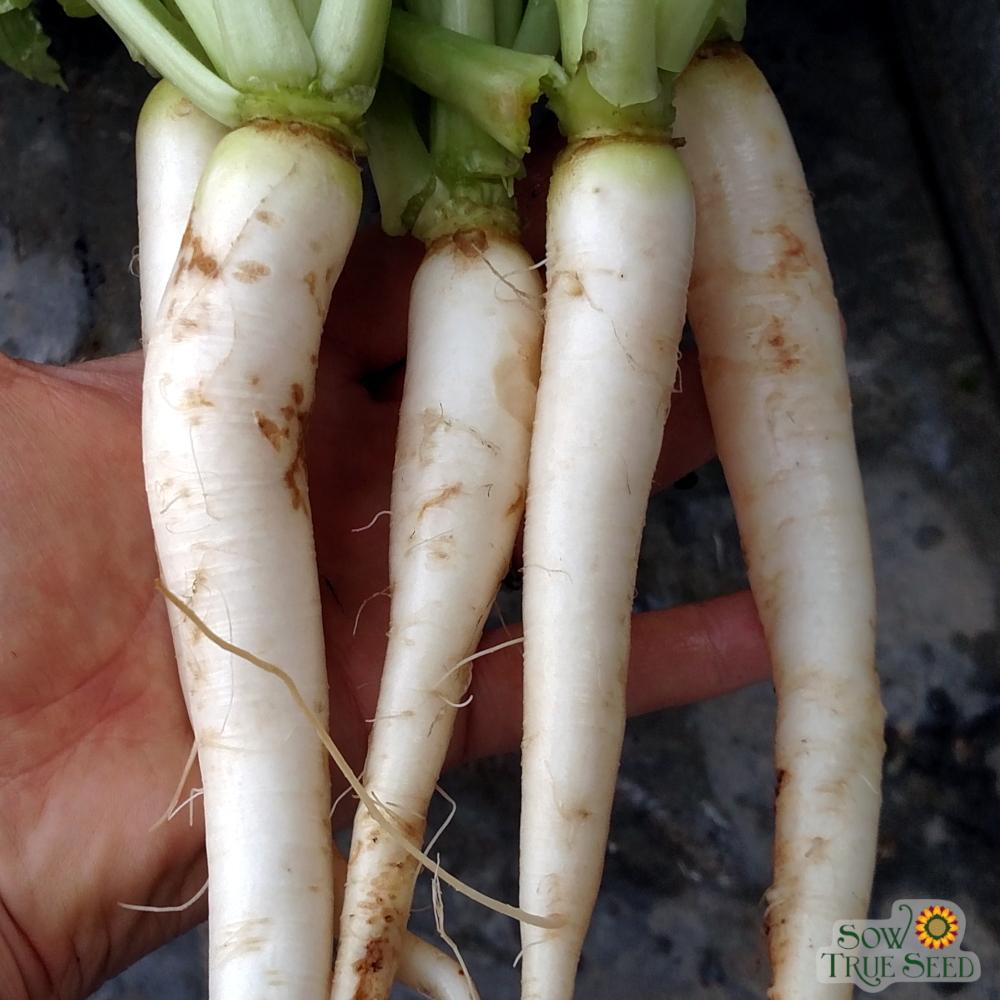 Radish Seeds - Daikon, Japanese Minowase - Sow True Seed