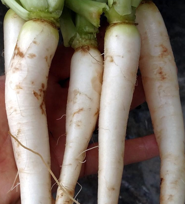 Radish Seeds - Daikon, Japanese Minowase - Sow True Seed