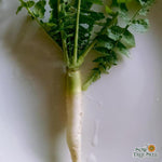 Radish Seeds - Daikon, Japanese Minowase - Sow True Seed