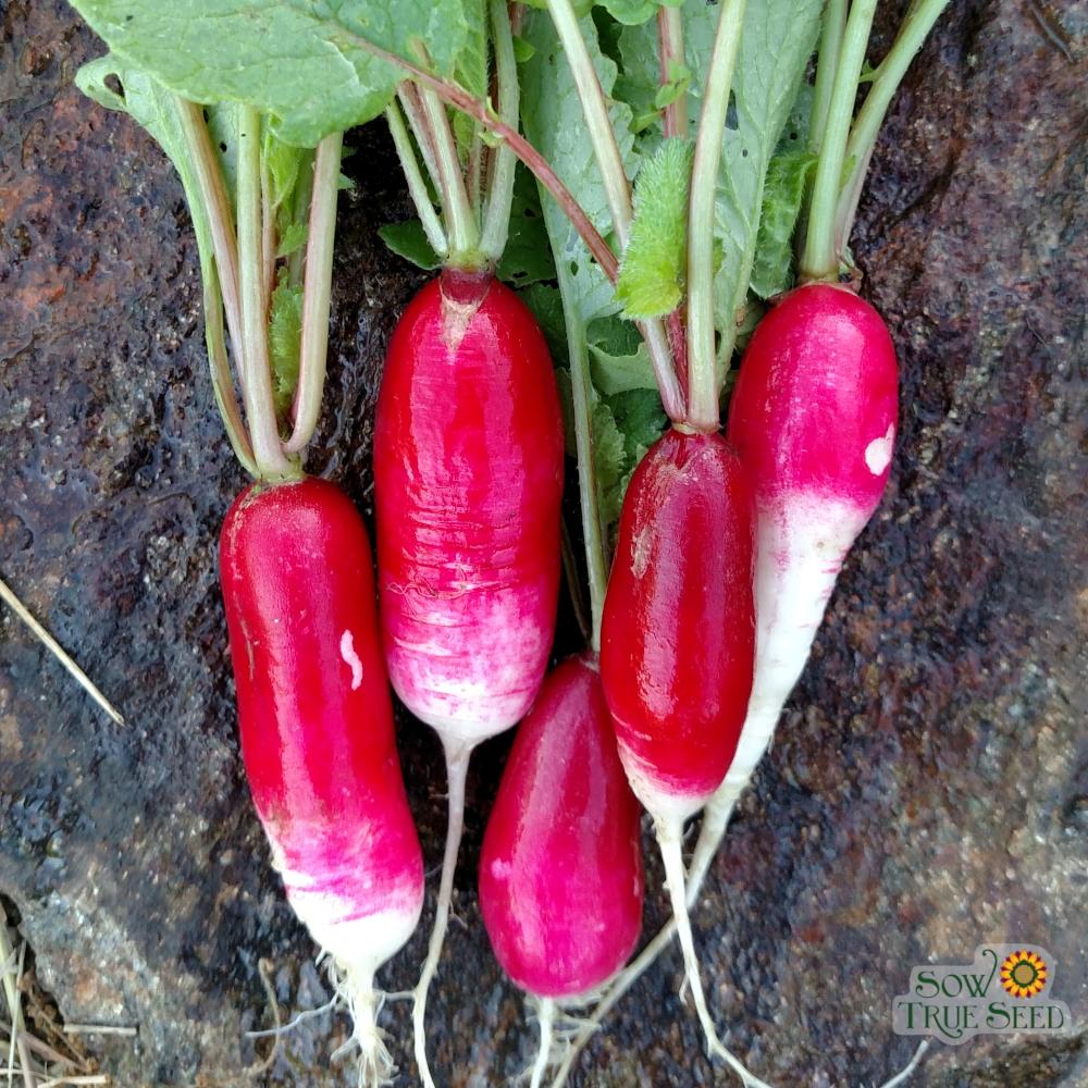 Radish Seeds - French Breakfast, ORGANIC - Sow True Seed