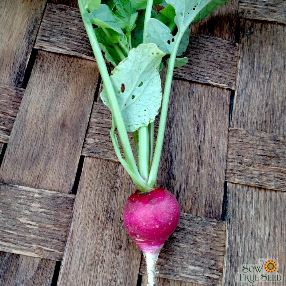 Radish Seeds- Sparkler, ORGANIC - Sow True Seed