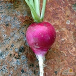 Radish Seeds- Sparkler, ORGANIC - Sow True Seed