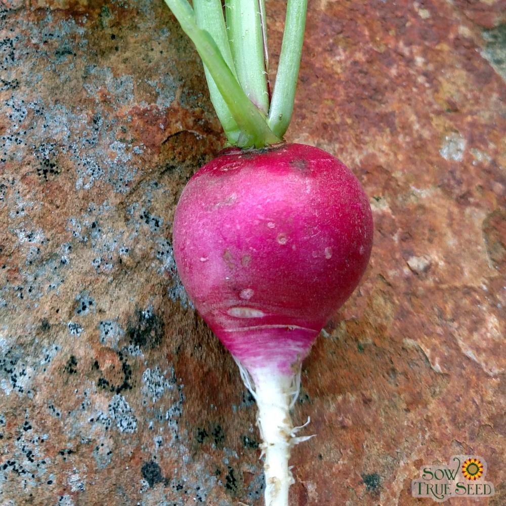 Radish Seeds- Sparkler, ORGANIC - Sow True Seed