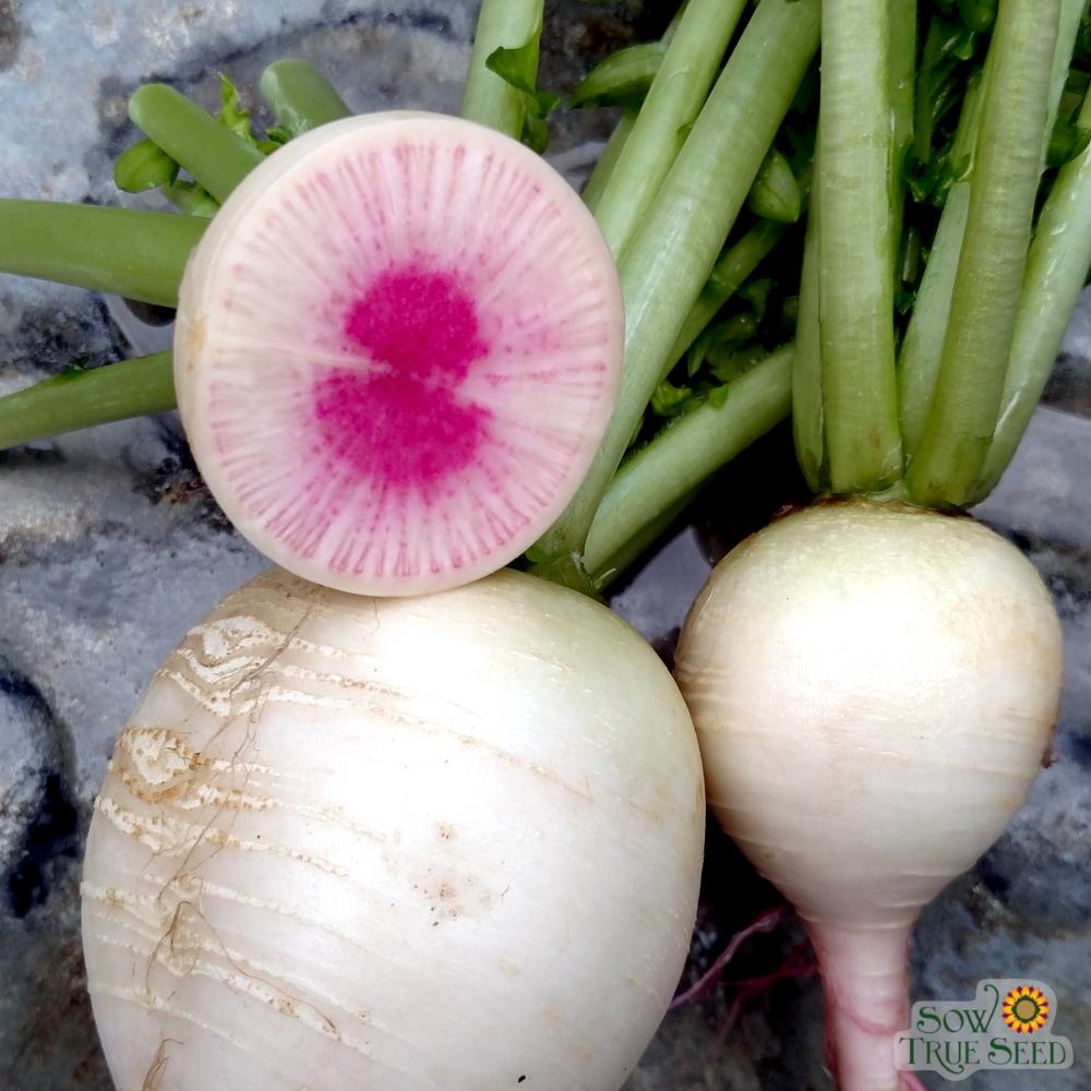 Radish Seeds - Watermelon - Sow True Seed