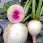 Radish Seeds - Watermelon - Sow True Seed