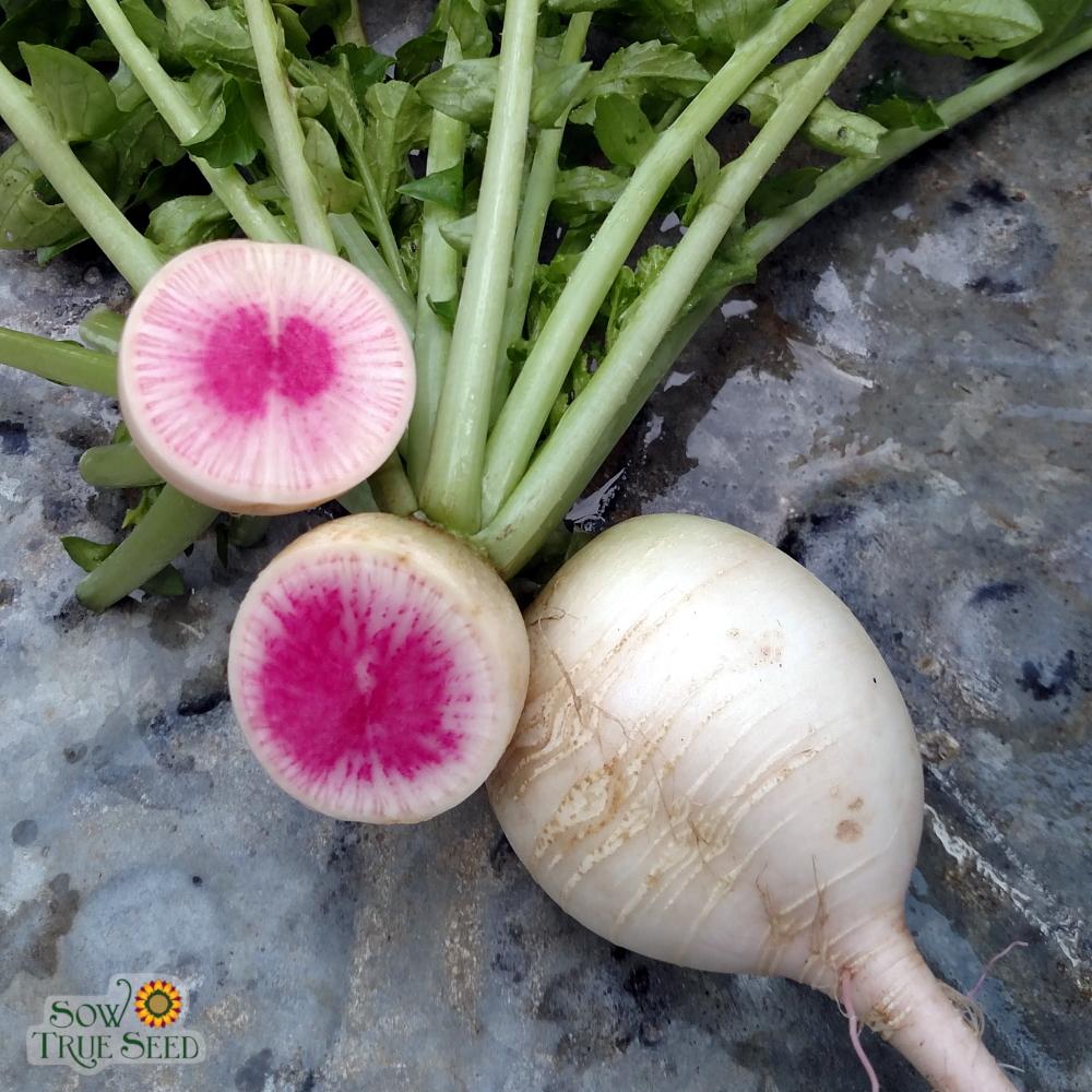 Radish Seeds - Watermelon - Sow True Seed