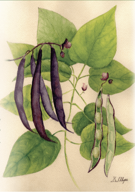 Bush Bean Seeds - Royal Burgundy - Sow True Seed
