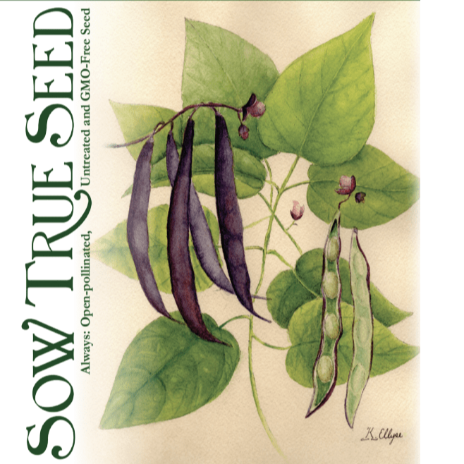 Bush Bean Seeds - Royal Burgundy - Sow True Seed