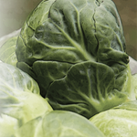 Brussels Sprouts Seeds - Long Island Improved - Sow True Seed