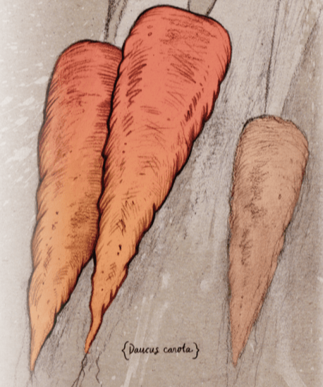 Carrot Seeds - Red Core Chantenay - Sow True Seed