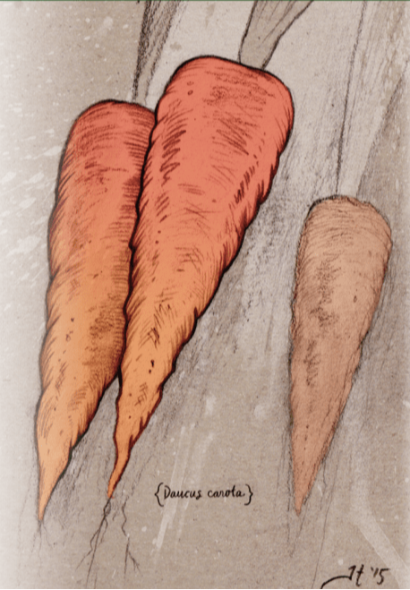 Carrot Seeds - Red Core Chantenay - Sow True Seed