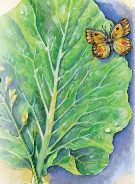Collard Seeds - Champion - Sow True Seed