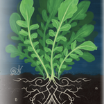 Cress Seeds - Upland Creasy Greens - Sow True Seed