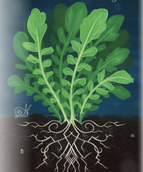 Cress Seeds - Upland Creasy Greens - Sow True Seed