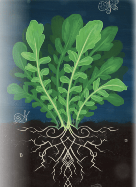 Cress Seeds - Upland Creasy Greens - Sow True Seed